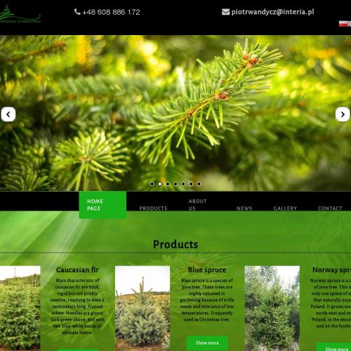 Koszalin - hurtowa sprzedaż choinek prosto z plantacji