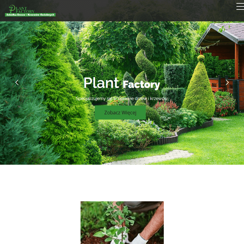 Grójec - sadzonki krzewów